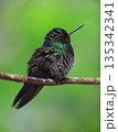 Green small Hummingbird perched on a branch in the forest, Costa Rica 135342341