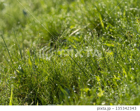 水滴が付いた河川敷の植物 135342343