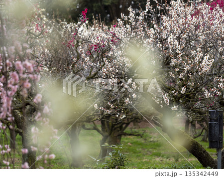梅園に咲く梅の花 梅園に咲く梅の花 135342449