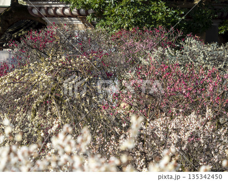 梅園に咲く梅の花 135342450