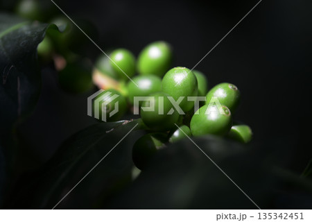 コーヒーノキ コーヒーノキ 135342451