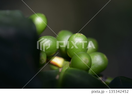 コーヒーノキ 135342452