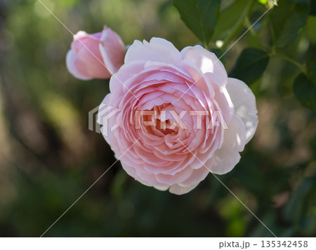 ピンク色の美しい薔薇の花 135342458