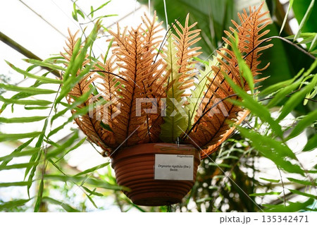 Hanging fern Drynaria rigidula with brown fertile fronds in pot tropical epiphytic plant from the Polypodiaceae family growing in greenhouse 135342471