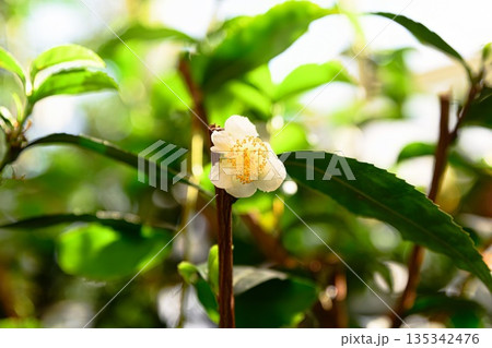 White flower of Camellia sinensis tea plant with yellow stamens among green leaves in natural light creating fresh botanical background 135342476
