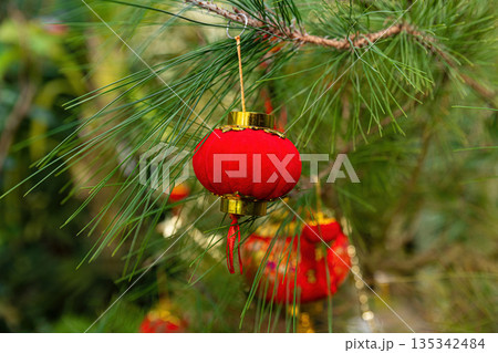 Single red lantern centered on pine branch close up. Festive Chinese New Year Lunar New Year Tet background with copy space for greeting card text Single red lantern centered on pine branch close up. Festive Chinese New Year Lunar New Year Tet background with copy space for greeting card text 135342484