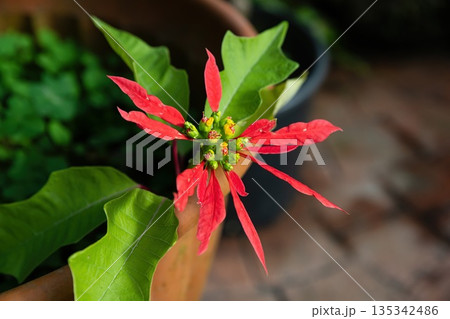 Red poinsettia flower isolated in natural greenery. Decorative tropical plant close up highlighting healthy growth and seasonal beauty. Red poinsettia flower isolated in natural greenery. Decorative tropical plant close up highlighting healthy growth and seasonal beauty. 135342486