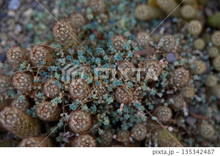 Close up top view of mammillaria elongata cactus cluster with tiny spines and blue green ground cover, natural texture background, desert plant detail. Close up top view of mammillaria elongata cactus cluster with tiny spines and blue green ground cover, natural texture background, desert plant detail. 135342487