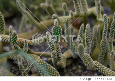 Close up view of gymnocalycium saglionis cactus with elongated green stems and soft spines, natural desert plant texture, botanical background. Close up view of gymnocalycium saglionis cactus with elongated green stems and soft spines, natural desert plant texture, botanical background. 135342488