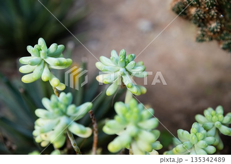 Close up of sedum pachyphyllum succulent with thick blue green leaves growing outdoors, soft natural light, minimal botanical background with copy space. Close up of sedum pachyphyllum succulent with thick blue green leaves growing outdoors, soft natural light, minimal botanical background with copy space. 135342489