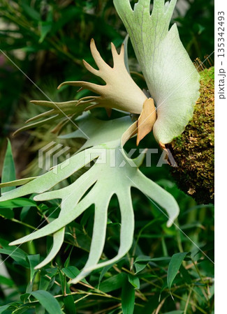 Platycerium willinckii Jade Gera staghorn fern growing on a tree in tropical garden. Exotic epiphytic fern with sculptural antler shaped fronds. 135342493