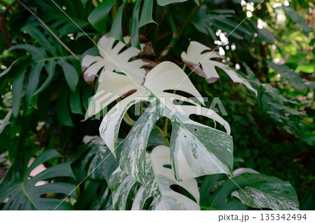 Variegated Monstera deliciosa with large split leaves showing white and green patterns in tropical garden foliage, exotic houseplant texture and nature detail 135342494