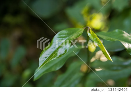 Close up of Eupomatia laurina leaf showing smooth texture and fresh green color, botanical detail of evergreen shrub foliage in soft focus 135342495