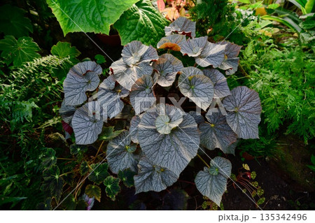 Begonia rex plant with large silver gray textured leaves growing in a lush garden bed. Decorative foliage plant with rich patterns and natural light. 135342496