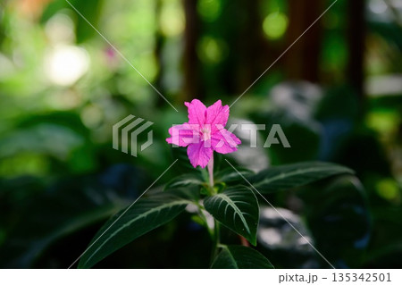 Ruellia makoyana is beginning to bloom indoors. Pink flower on ornamental houseplant with decorative veined leaves grown as indoor tropical plant. Ruellia makoyana is beginning to bloom indoors. Pink flower on ornamental houseplant with decorative veined leaves grown as indoor tropical plant. 135342501