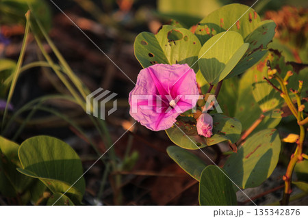 Blooming Beach Morning Glory flower displaying vivid pink petals with heart-shaped leaves in warm sunlight, representing tropical flora beauty 135342876
