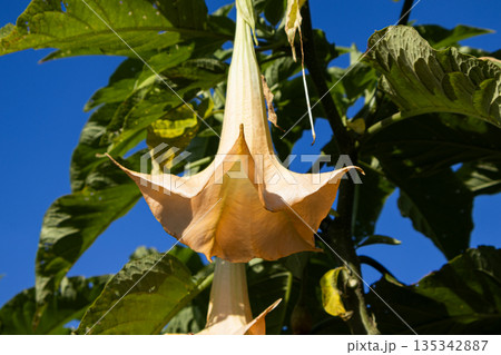 Dramatic angel trumpet flower hanging amidst lush green foliage against a vibrant blue sky, showcasing nature's beauty in a tropical garden setting Dramatic angel trumpet flower hanging amidst lush green foliage against a vibrant blue sky, showcasing nature's beauty in a tropical garden setting 135342887