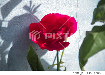 Vibrant red rose blooming against textured wall casting leaf shadows, representing natural beauty and serene floral concepts, a classic symbol of love Vibrant red rose blooming against textured wall casting leaf shadows, representing natural beauty and serene floral concepts, a classic symbol of love 135342888