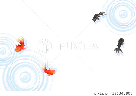 上から見た金魚と水面の波紋　ミニマルな和風イラスト 135342909