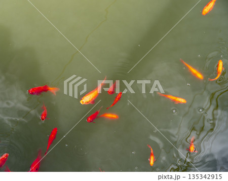 池を泳ぐ金魚 135342915