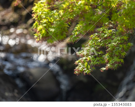 花を咲かせた青紅葉 135343083