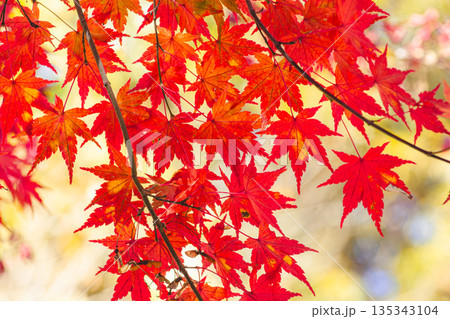 赤い紅葉 赤い紅葉 135343104