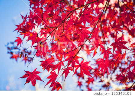 青空に映える紅葉 青空に映える紅葉 135343105