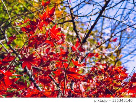 真っ赤な紅葉 真っ赤な紅葉 135343140