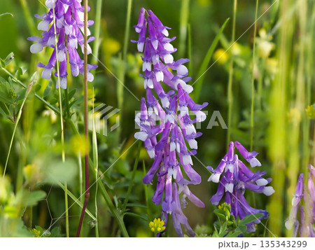 土手に咲いたナヨクサフジの花 135343299