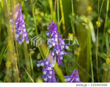 土手に咲いたナヨクサフジの花 135343300