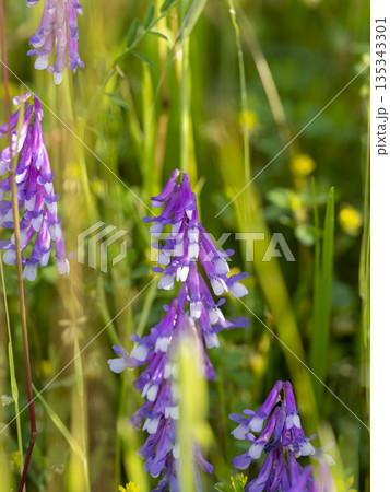 土手に咲いたナヨクサフジの花 土手に咲いたナヨクサフジの花 135343301