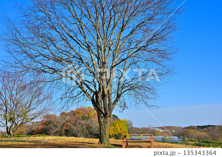 比良の丘　晩秋のウワミズザクラの木立　所沢市　 135343364