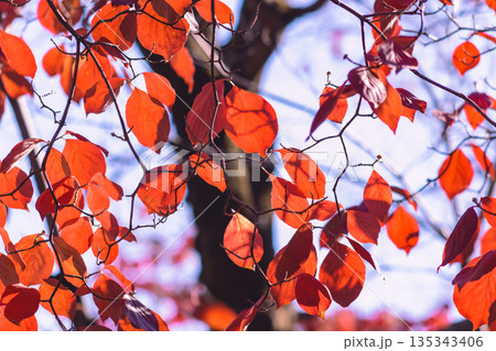 真っ赤な紅葉 真っ赤な紅葉 135343406