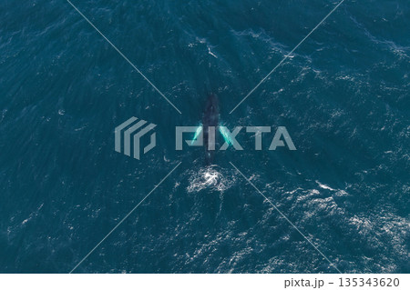 An aerial view shows a whale with white pectoral fins in the dark blue ocean, surrounded by rippling waves, highlighting the vastness of the sea. An aerial view shows a whale with white pectoral fins in the dark blue ocean, surrounded by rippling waves, highlighting the vastness of the sea. 135343620