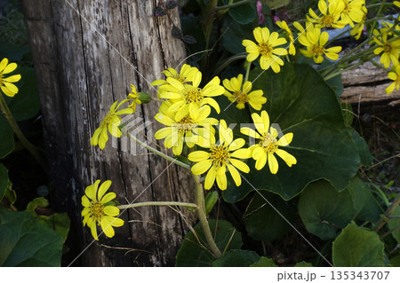 冬12月木立の傍に咲く黄色いツワブキの花 冬12月木立の傍に咲く黄色いツワブキの花 135343707