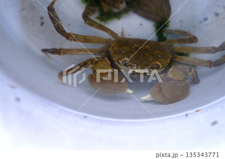 日本の川で捕獲した野生のモズクガニの写真 135343771