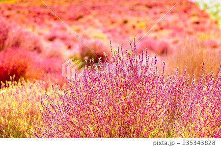 紅葉したコキア 135343828