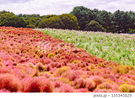 赤いコキア 赤いコキア 135343829
