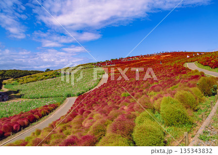 秋の紅葉したコキア 135343832