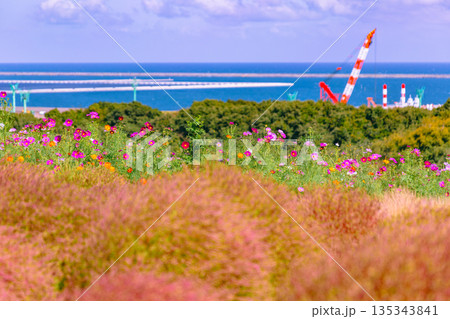 海が見えるコスモス畑 135343841