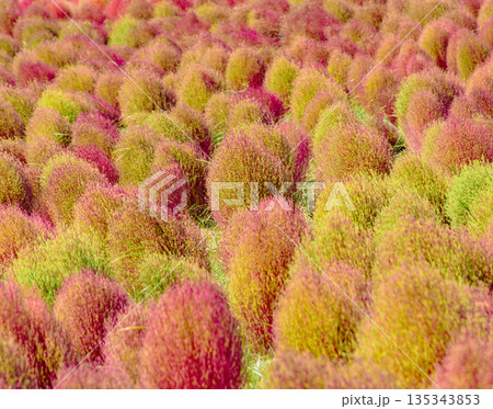 赤く色づいたコキア 135343853