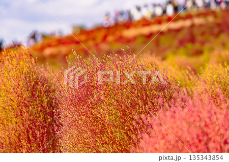 コキアが赤く染まるコキアの丘 135343854