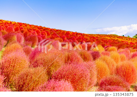 紅葉したコキア 135343875