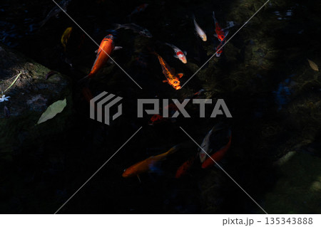 Koi fish in water, Kohaku breed. 135343888