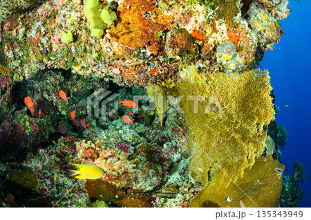 パラオの海　ダイビングの風景 135343949