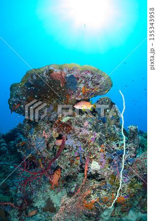 パラオの海 ダイビングの風景 パラオの海 ダイビングの風景 135343958