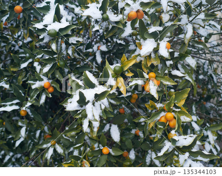 冬の家の庭の金柑と積雪の風景	 135344103