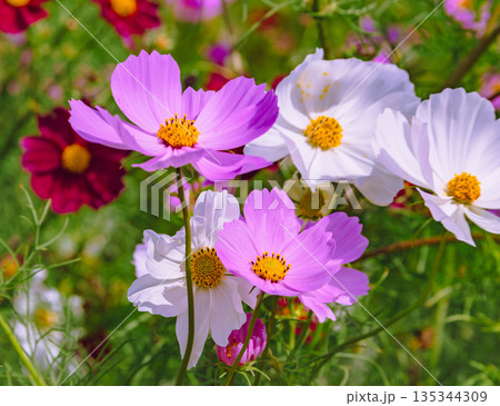 秋の花壇に咲くピンクのコスモスの花 秋の花壇に咲くピンクのコスモスの花 135344309