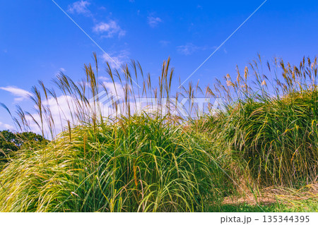 青空に映えるススキ 135344395