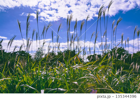 青空に映えるススキ 青空に映えるススキ 135344396